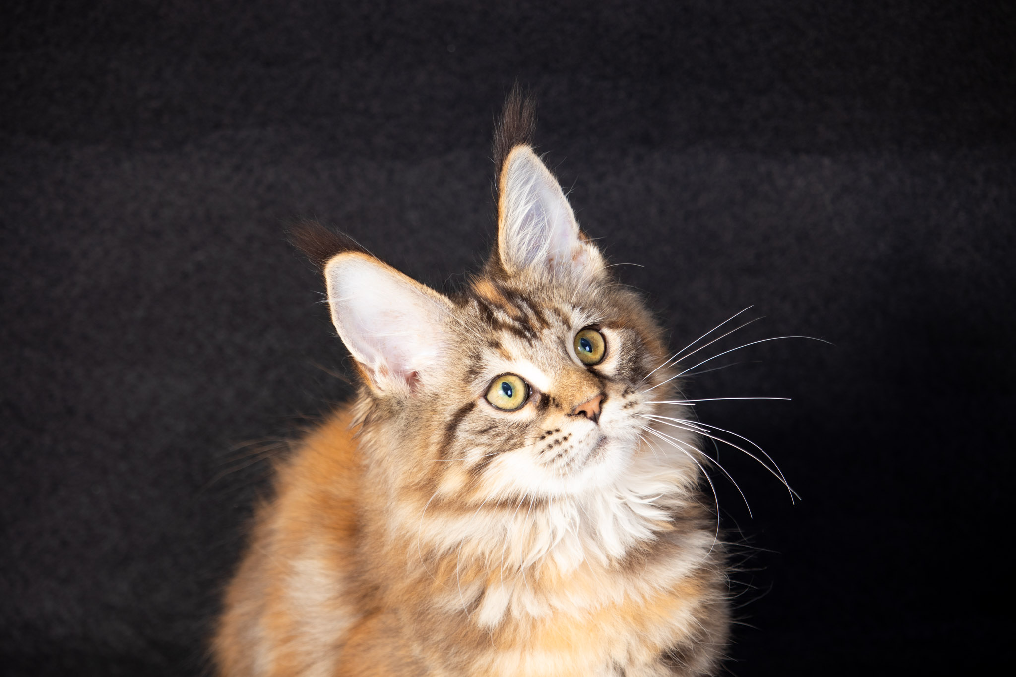 Filhote maine coon